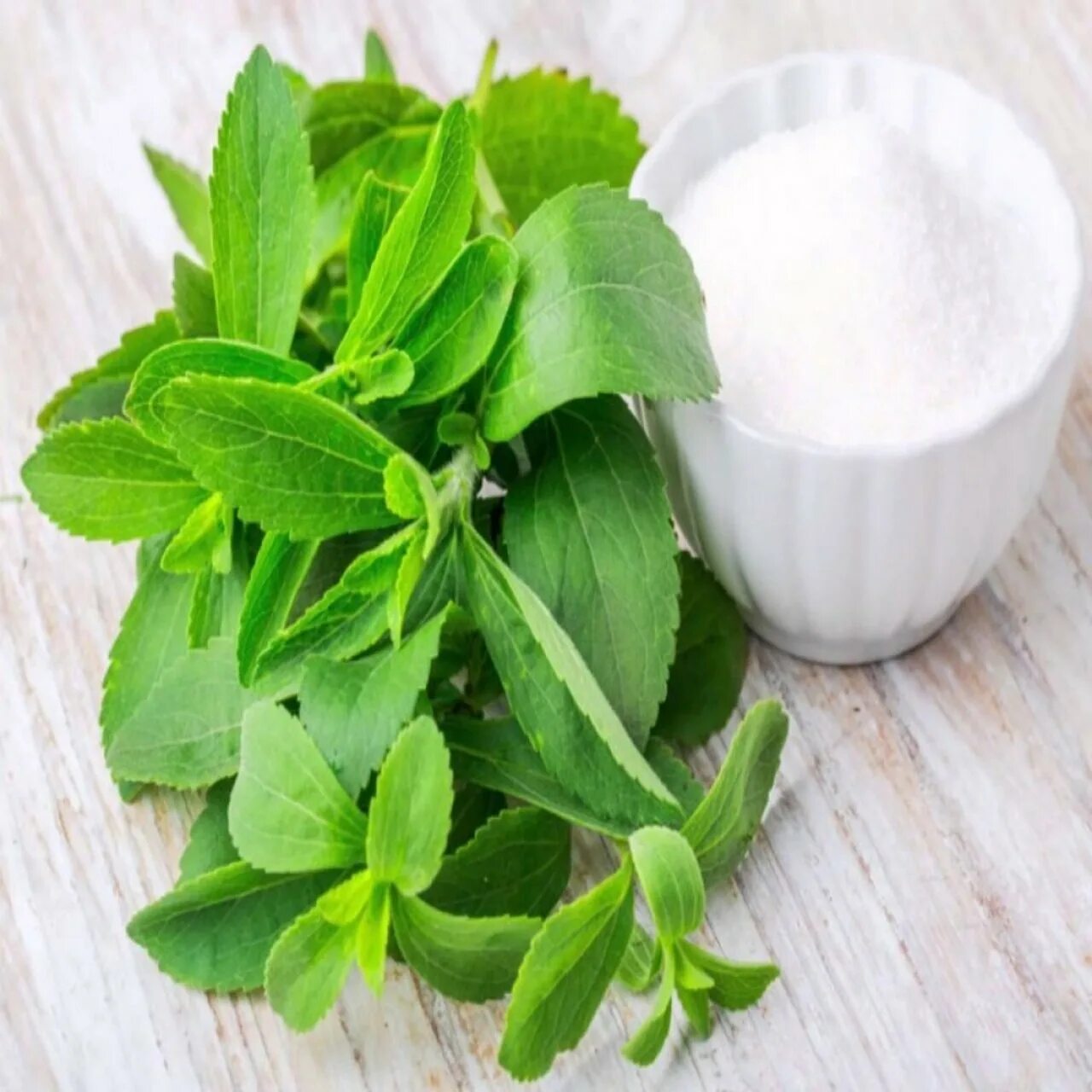 Стевия. Stevia rebaudiana. Стевия растение. Стевия усимлиги.