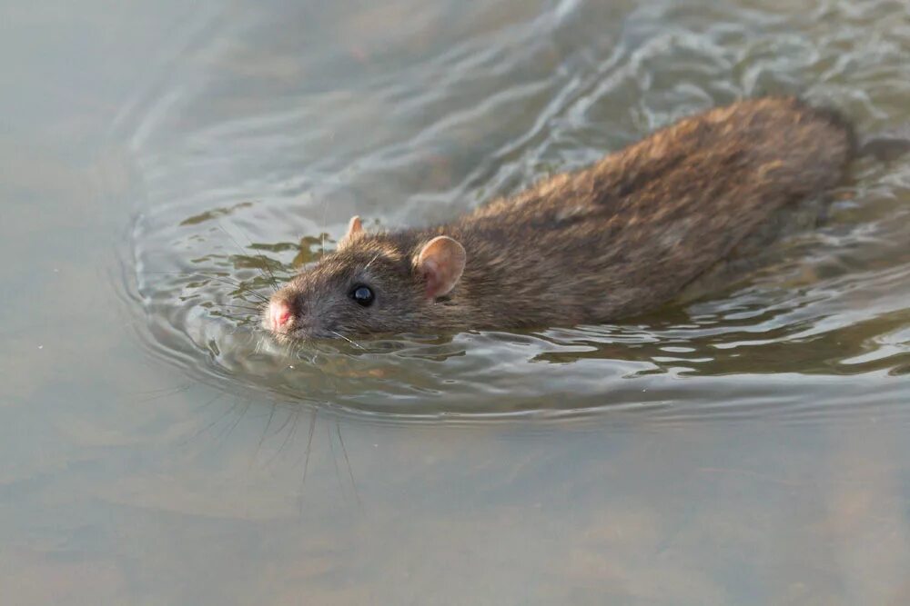 Мышь в воде