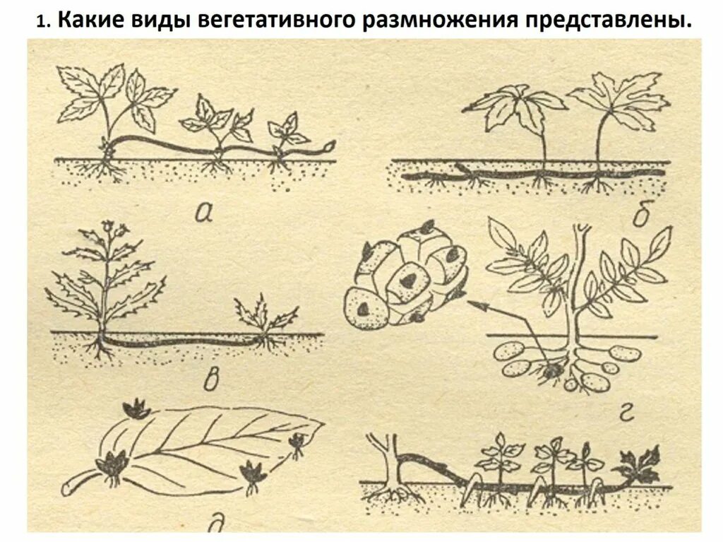 Размножение рисунок