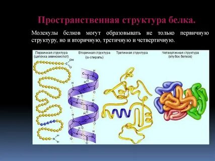 Пространственное строение белка