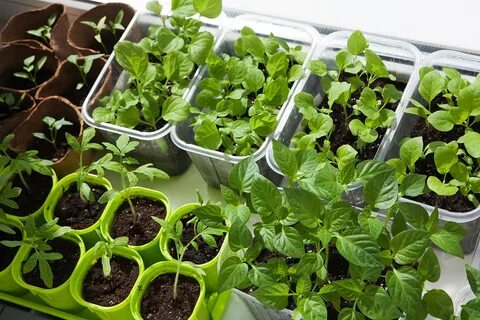 ЧТО ПОСАДИТЬ В ФЕВРАЛЕ?