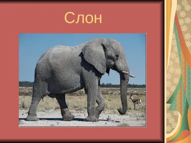 куприн слон 3 класс. слон куприн план 3 класс. рассказ про слона 3 класс литературное чтение. урок слон 3 класс. иллюстрация к рассказу слон.