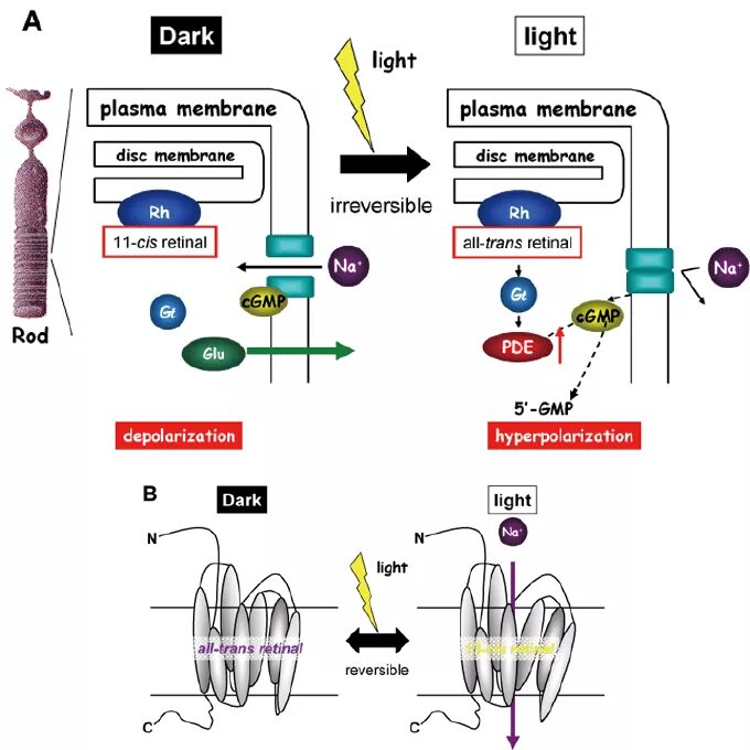 Содержат пигмент родопсин. Родопсин. Превращения родопсина. Isomerization Reactors scheme. Channelrhodopsin in membrane.