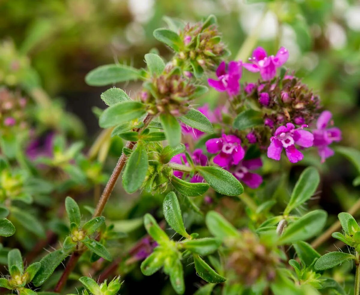 Чабрец какое. Тимьян Creeping Red. Тимьян ранний крипинг ред. Thymus serpyllum. Тимьян Thymus serpyllum.