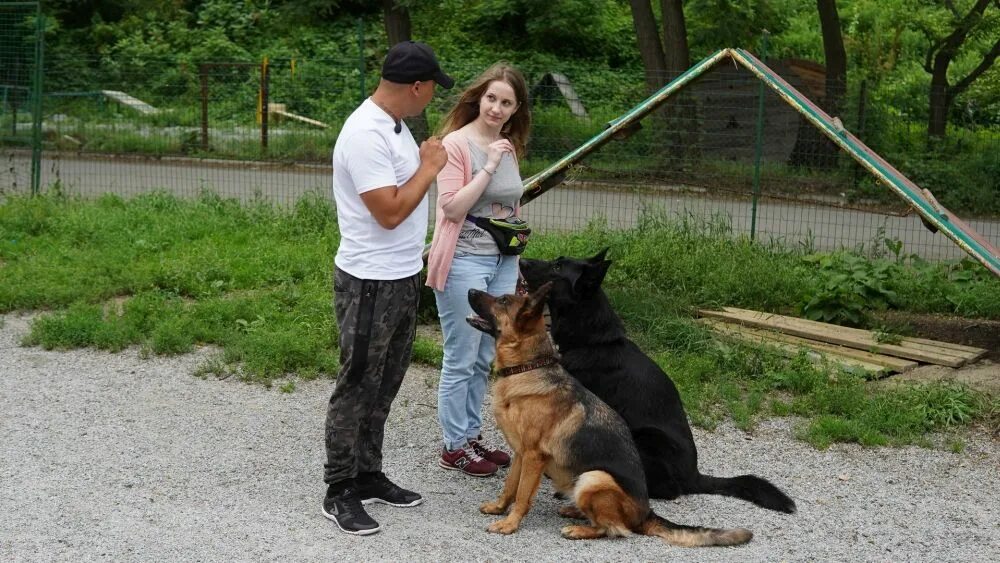 Инструктор собак. Дрессировщик собак. Инструктор собак. Иван балабанов дрессировка. Немецкая овчарка окд.