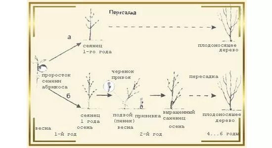 На каком расстоянии нужно сажать деревья. Посадка деревьев расстояние между деревьями плодовых деревьев. Схема посадки абрикосового сада. Полукарликовые яблони схема посадки. Посадка абрикоса расстояние между деревьями.