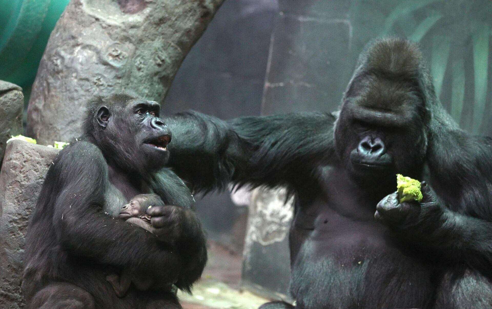 Если хотите стать сильными детки тетя горилла. Горилла, самка. Горилла, самец. Горилла самец и самка. Обезьяна самец.