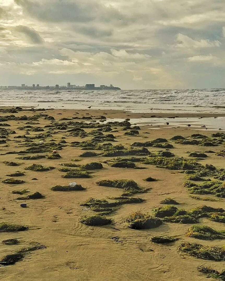 Пляж после шторма. Анапа Джемете шторм. Море Анапа Джемете водоросли. Пляж Джемете Анапа после шторма. Джемете море.