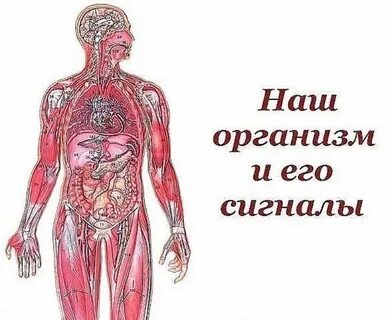 Культур в организме тем