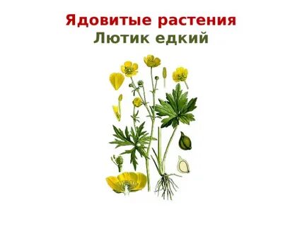 Генеративные органы лютика едкого выберите все цифры