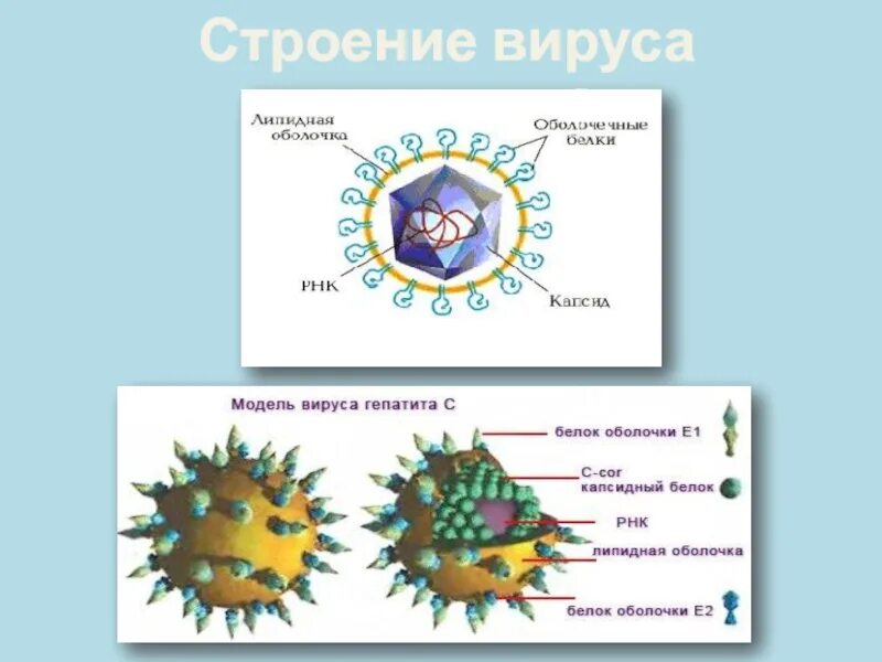 Строение вируса гепатита в. Схема строения гепатита а. Строение вируса гепатита д. Вирус гепатита а строение вируса.