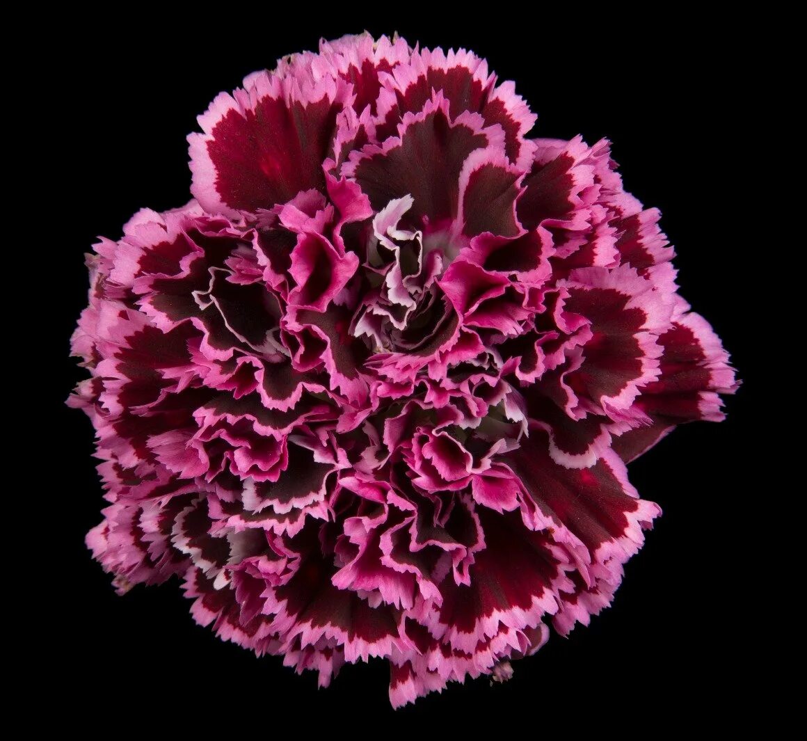 Диантус лиззи. Диантус лотус. Гвоздика диантус букет. Диантус это гвоздика или нет. Гвоздика диантус красная.