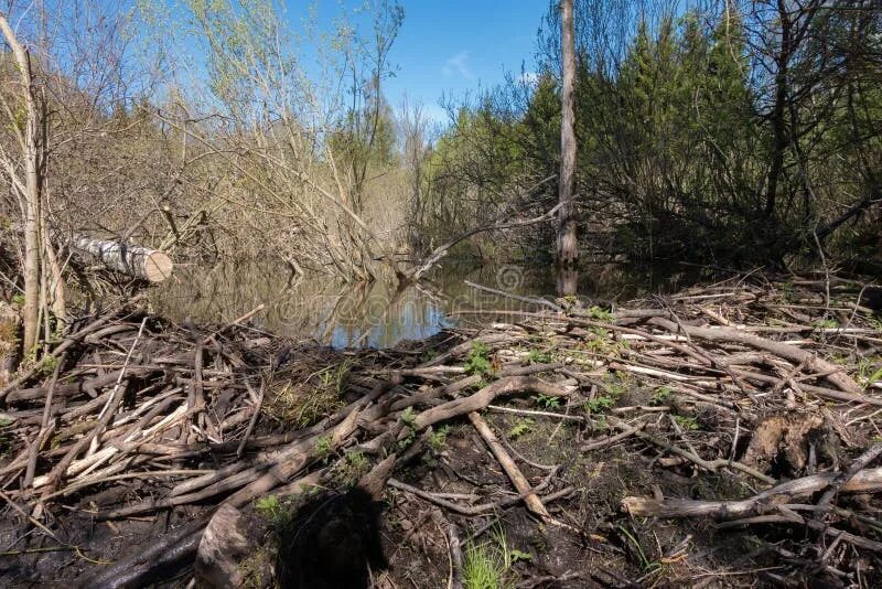 Вода поднялась и затопила бобровую хатку