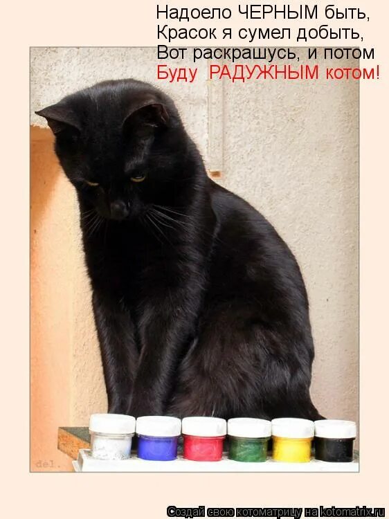 котята приколы с надписями. цитаты про выбор себя. человек должен жить для себя. человек сам выбирает свою жизнь. ты выбрала другого цитаты.