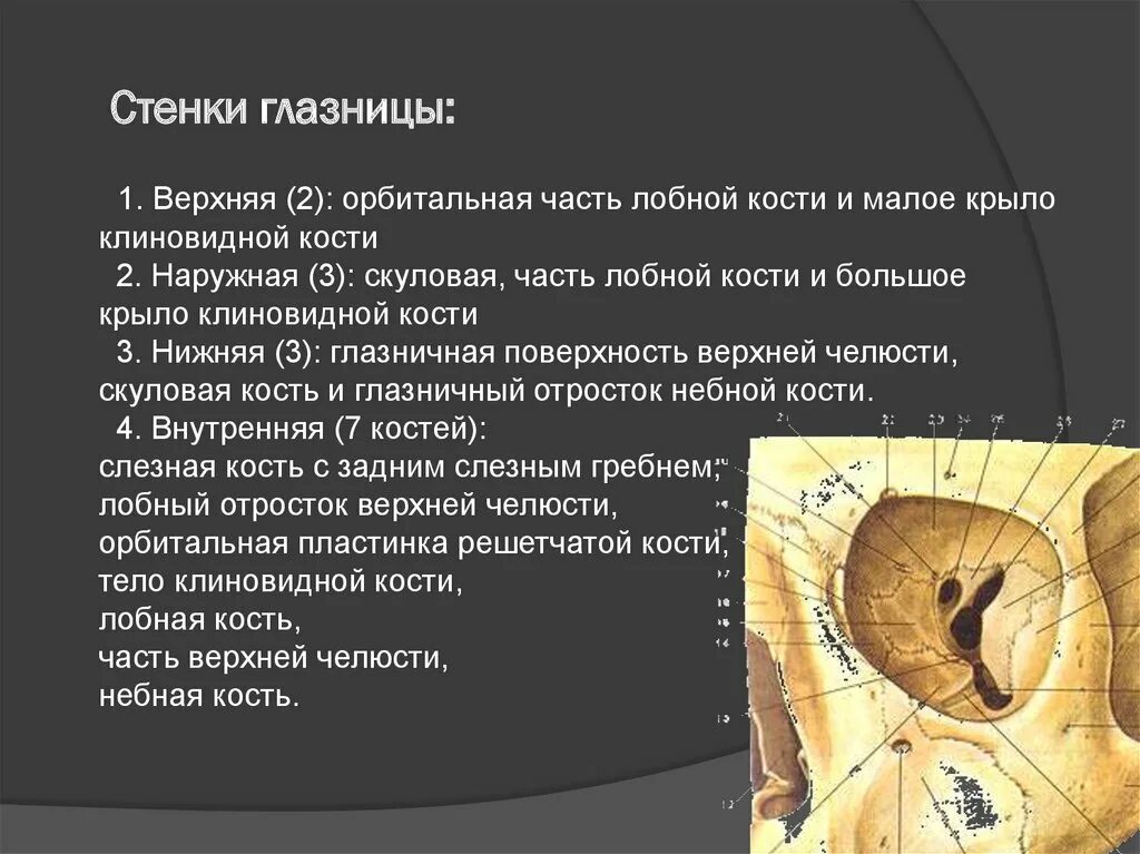 Медиальная стенка глазницы образована. Стенки глазницы топографическая анатомия. Верхняя стенка глазницы анатомия. Верхняя и нижняя стенки глазницы. Верхняя и нижняя стенки глазницы.