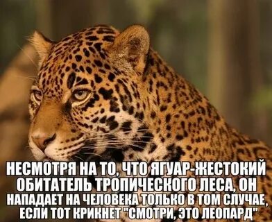 Всемирный день ягуара