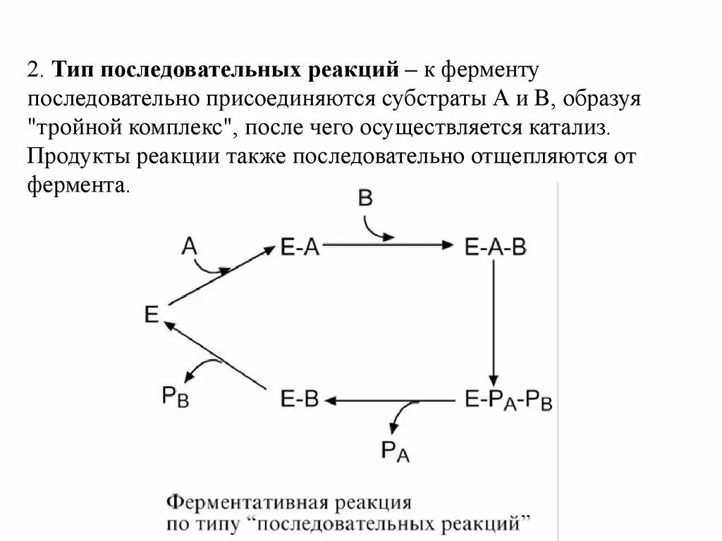 Что происходит с ферментом в ходе реакции. Последовательный тип реакции. типы реакций ферментов. ферментативные реакции. типы ферментативных реакций.