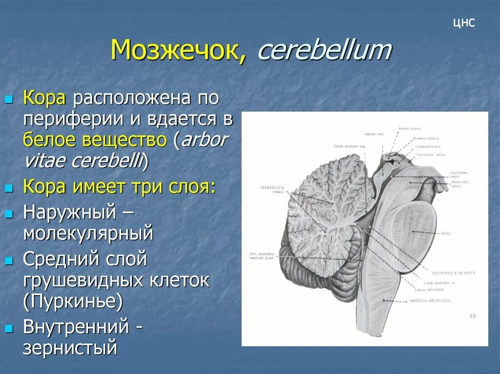 Мозжечок волокна. Мозжечок строение. Строение мозжечка человека.