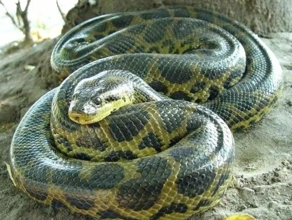 Змеи Анаконда. Зеленая Анаконда (eunectes murinus). Река Амазонка змея Анаконда. Про змеиный