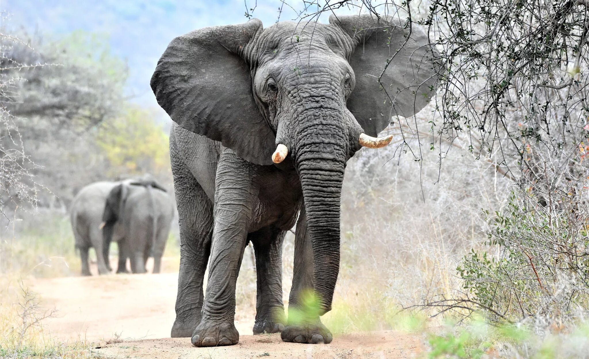 Huge elephant. Хобот африканского слона. Африканский слон слон. Животные Африки Африканский слон. Африканский саванный слон.