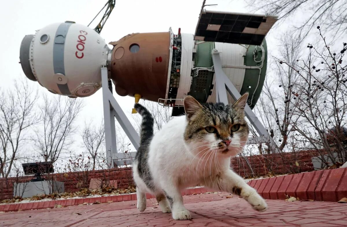 Фелисетт кошка космонавт. Космические котики. Кот в скафандре. Кошачьи космические корабли. 1 кошка в космосе