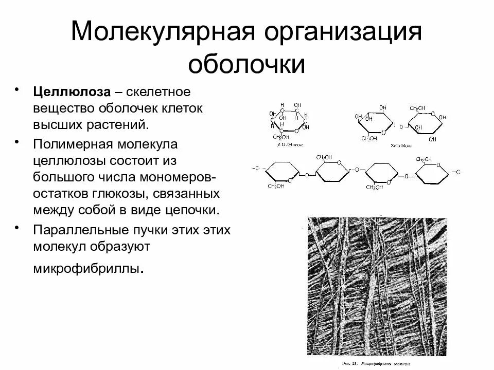 Состав оболочки растительный. Химический состав оболочки растительной клетки. Целлюлозно клеточная оболочка растительной клетки. Химический состав клеточной стенки растительной клетки. Молекулярная организация клеточной оболочки.