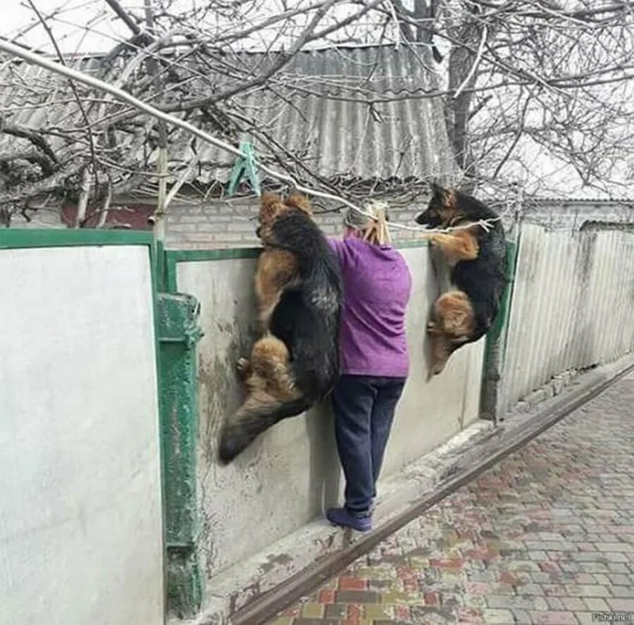 Взять любопытство. Прикольный забор. Забор смешно. Через забор прикол. Любопытный человек.