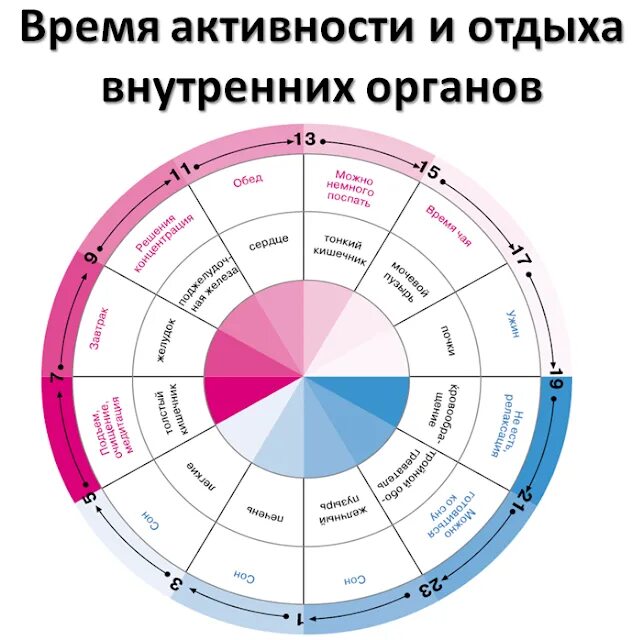 На какие сутки. Часы активности внутренних органов человека по часам суток. Таблица активности органов человека по часам. Часы активности меридианов человека. Активность меридианов по часам в китайской медицине.