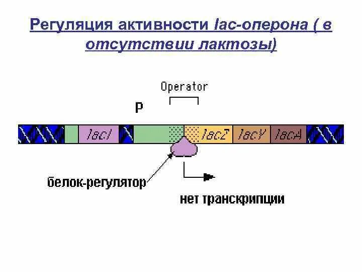 Оперон схема регуляции lac оперона. Схема lac-оперона. теория лак оперона. структура lac-оперона. схема регуляции экспрессии генов (лактозный оперон).