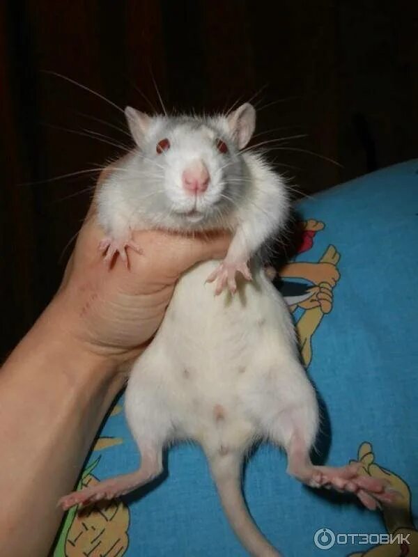 Дом миши. Как пищат крысы. Крысиный язык общения. Мышка живая. Взрослая декоративная крыса.