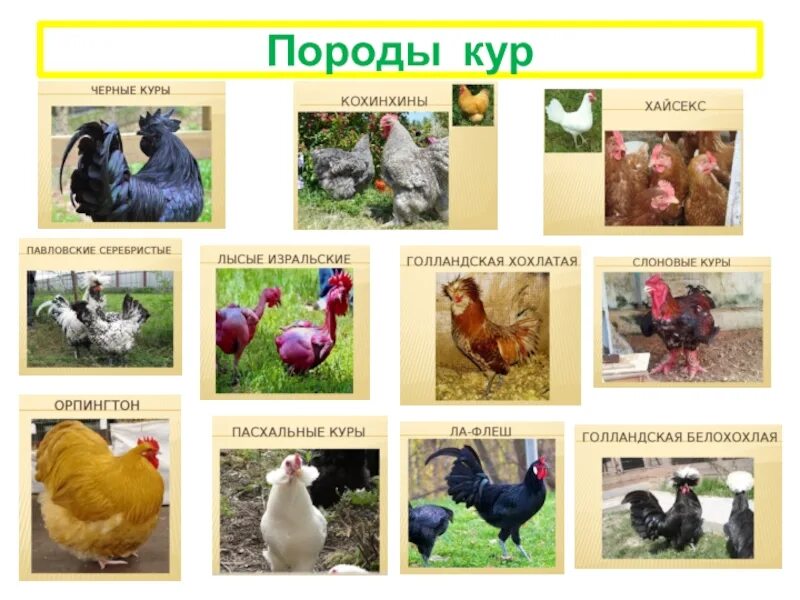 Разнообразие пород кур. Породы куриц с фотографиями. Разные породы кур с названиями. Породы кур многообразие.