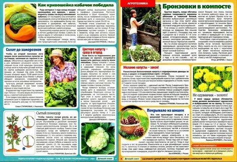 Можно ли давать курам помидор