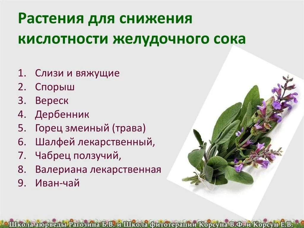 Как повысить пониженную кислотность. Травы для снижения кислотности желудка. понижение кислотности желудка. травы для понижения кислотности. травы понижающие кислотность желудочного сока.