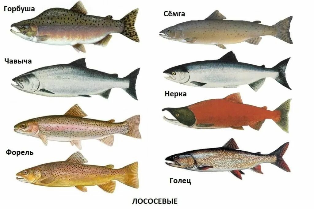 Какие рыбы лососевые. Название красных рыб семейства лососевых. Горбуша семейство лососевых. Кижуч и чавыча. Лососевые типы рыб.