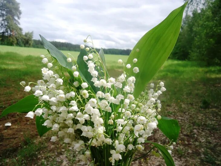 Слушать песню ландыши май. Ландыши Лесные Сибирь.