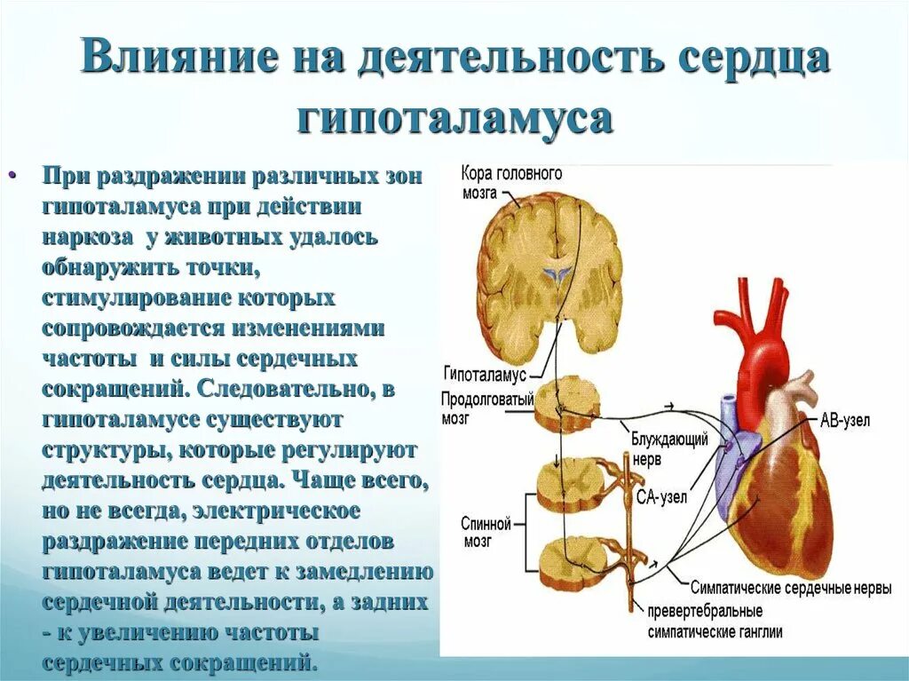 Гуморальная регуляция работы сердца человека. Деятельность сердца. Как регулируется деятельность сердца. Регулирует деятельность сердца и сосудов. Чем регулируется работа сердца.