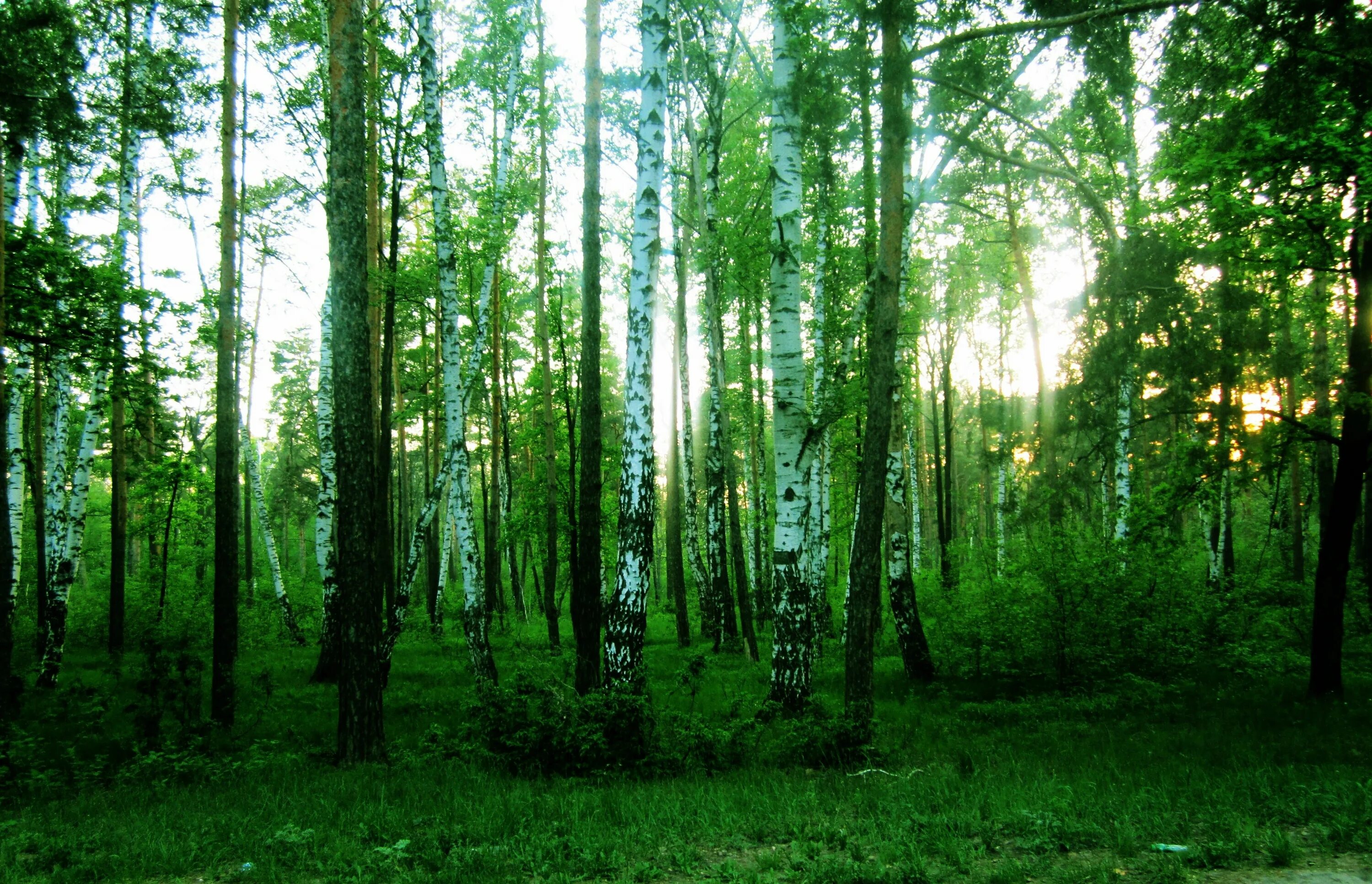 В отдельных местах леса где. Елово-широколиственные леса. Широколиственный лес. Широколиственный лес России. Смешанные и широколиственные леса летом.