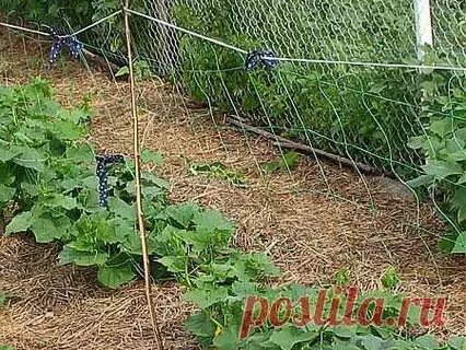 Сетка шпалерная для огурцов фото как установить