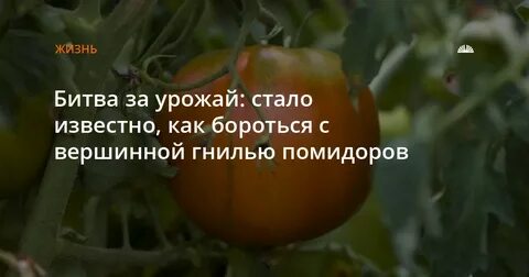 Став урожай