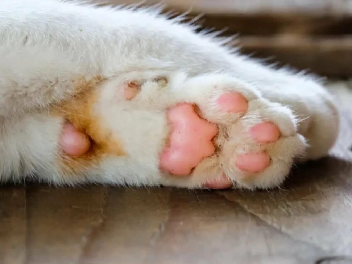 Цвет подушечек лап у кошек. Кошачьи подушечки. кошачья лапка. подушечки на лапках. кошачьи лапки подушечки.
