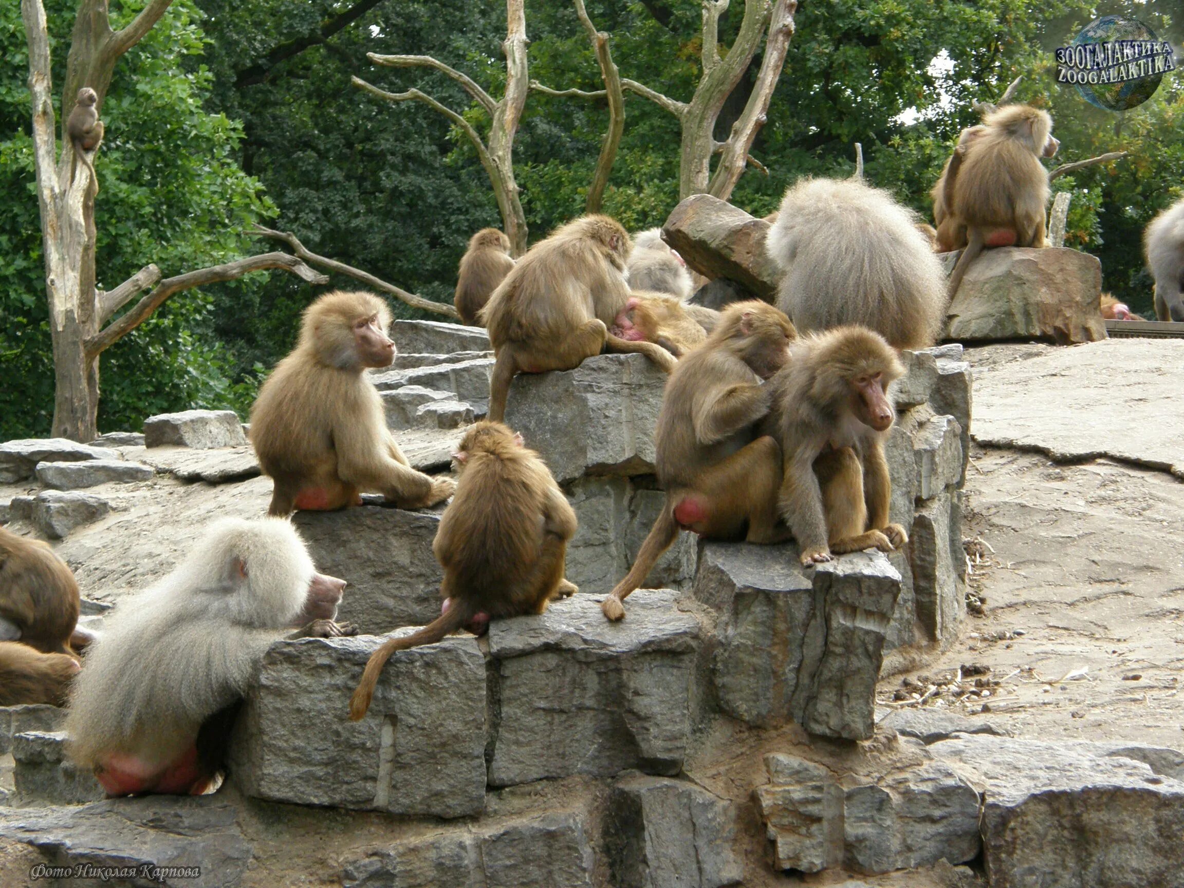 Шимпанзе в дикой природе. Московский зоопарк приматы. Яванский лангур. Обезьяна в клетке. Калининградский зоопарк обезьяны.