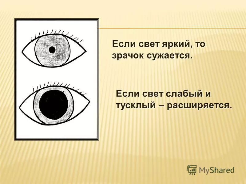 сужение и расширение зрачка. при ярком свете зрачок сужается. мышцы сужающие и расширяющие зрачок. нормальные зрачки и расширенные. при ярком свете зрачок сужается.