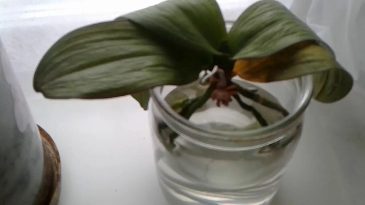Как нарастить корни орхидеи в домашних. Реанимация орхидеи с вялыми листьями. Орхидея фаленопсис реанимация.