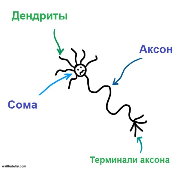 Аксон и дендрит строение и функции. Терминаль аксона. дендрит нейрона. сома дендрит аксон. аксоны и дендриты.