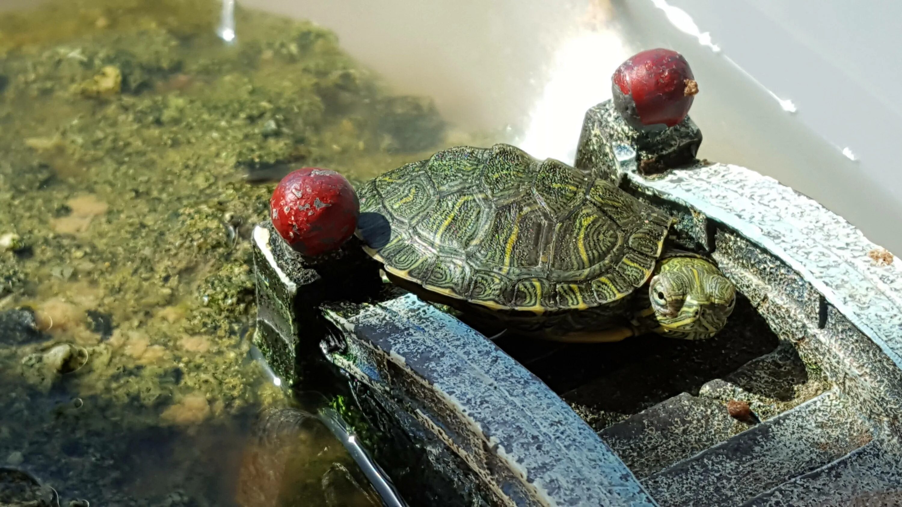 Красноухая черепаха каких размеров. Каспийская красноухая черепаха. Красноухая Болотная черепаха. Озерные красноухие черепахи. Красноухая черепаха 2 года.