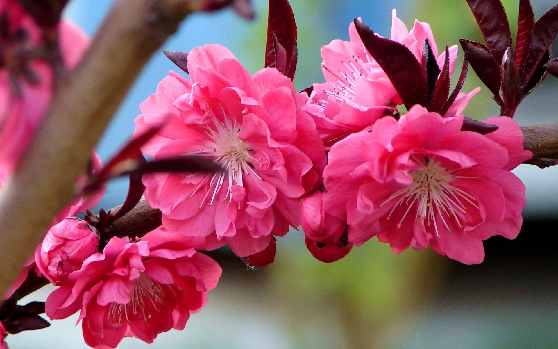 Персиковое дерево цветение. Багрянник канадский. Дерево нектарин цветет. Prunus davidiana. Цветение персика фото