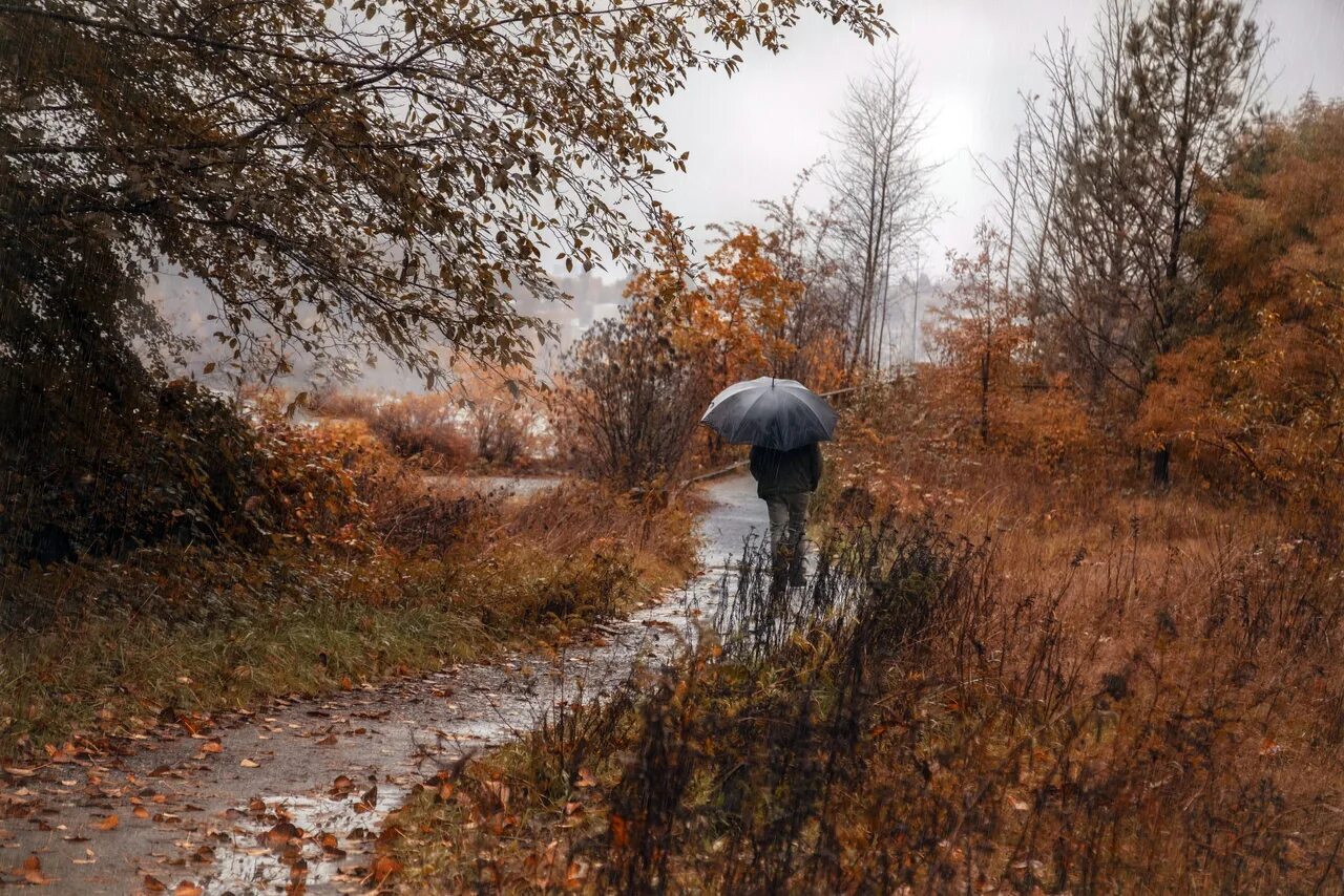 Ноябрь дождь. Пасмурный дождливый день. Холодная дождливая осень. Дождливый октябрь. Под зонтиком.