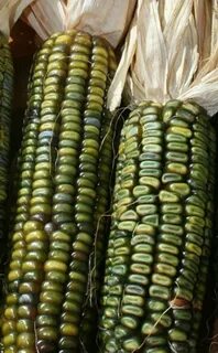Слово кукуруза