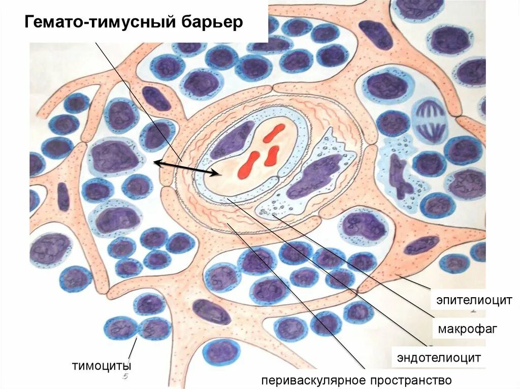 Барьеры гистология. Гематотимусный барьер гистология. тимусный барьер гистология. гемато-тестикулярный барьер гистология. гематотимический барьер гистология схема.