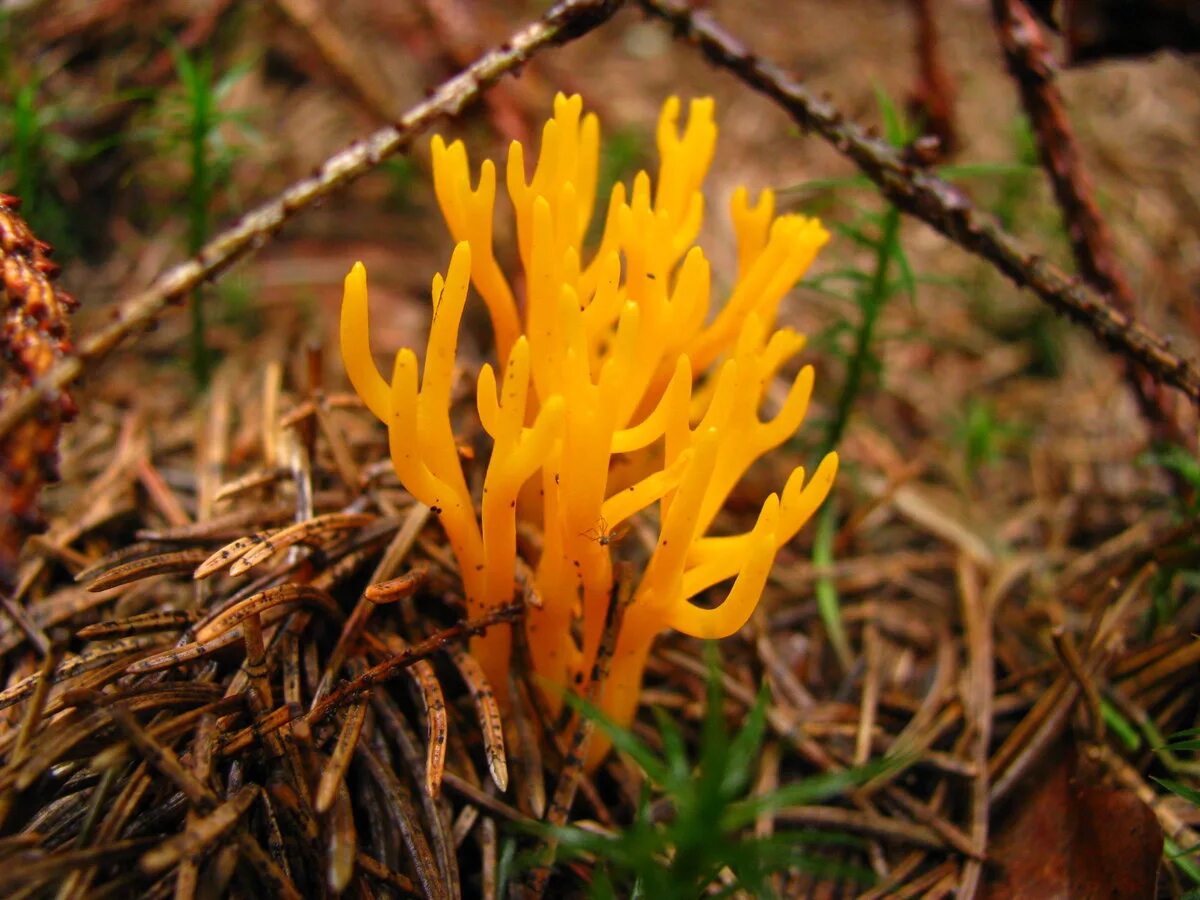 Рогатик Оленьи рожки. Оленьи рожки Ramaria Flava. Грибы Оленьи рожки несъедобные. Сморчки рогатики Оленьи рожки. Рогов грибы